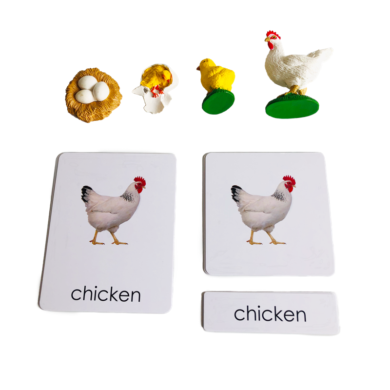 Kids Toys Cycle - Kartu dan Model Hewan Siklus Hidup